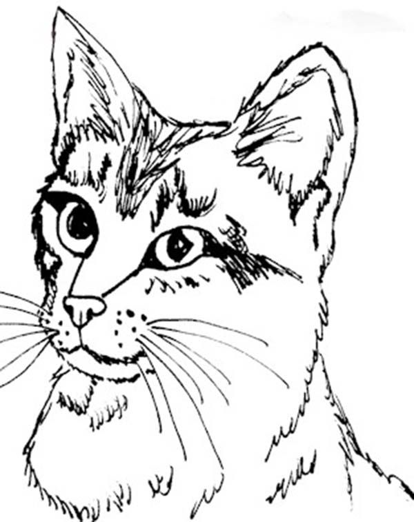Realistis Kitty Cat Head Figure Coloring Page Kids Play Color 600x757 Realistis Kitty Cat Head Figure Coloring Page Kids Play Color