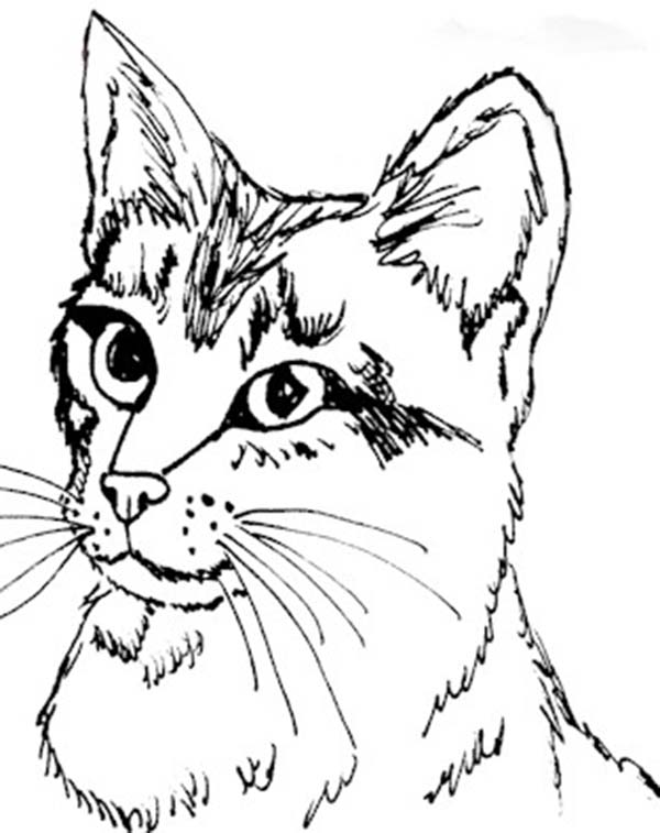 Cute Kitty Cat Coloring Pages Photo 138915 600x757 Cute Kitty Cat Coloring Pages Photo 138915