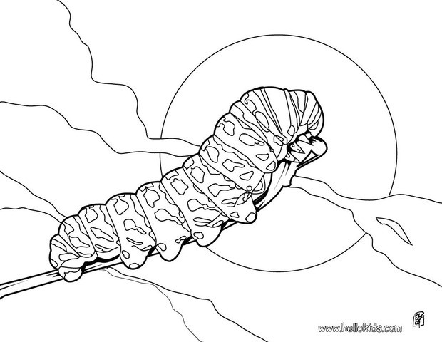 Caterpillar Coloring Pages 620x480 Caterpillar Coloring Pages