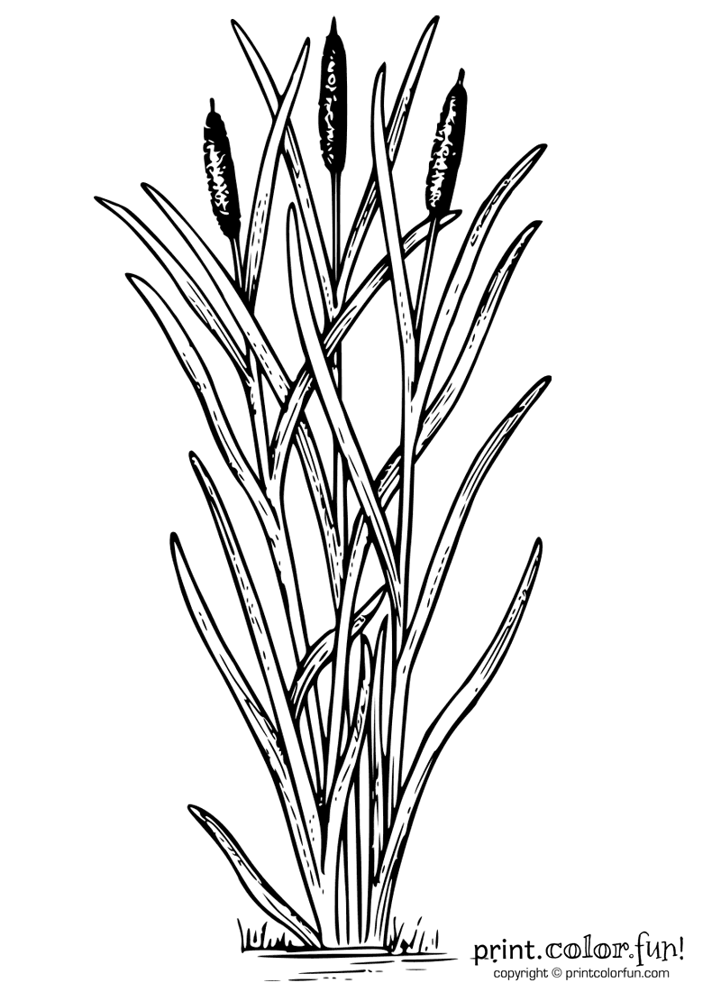 800x1100 Cattails Plant Coloring Page
