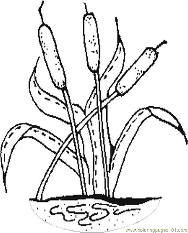 650x806 Cattails Coloring Page
