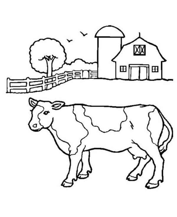 Cattle Coloring Pages at GetColorings.com | Free printable colorings ...