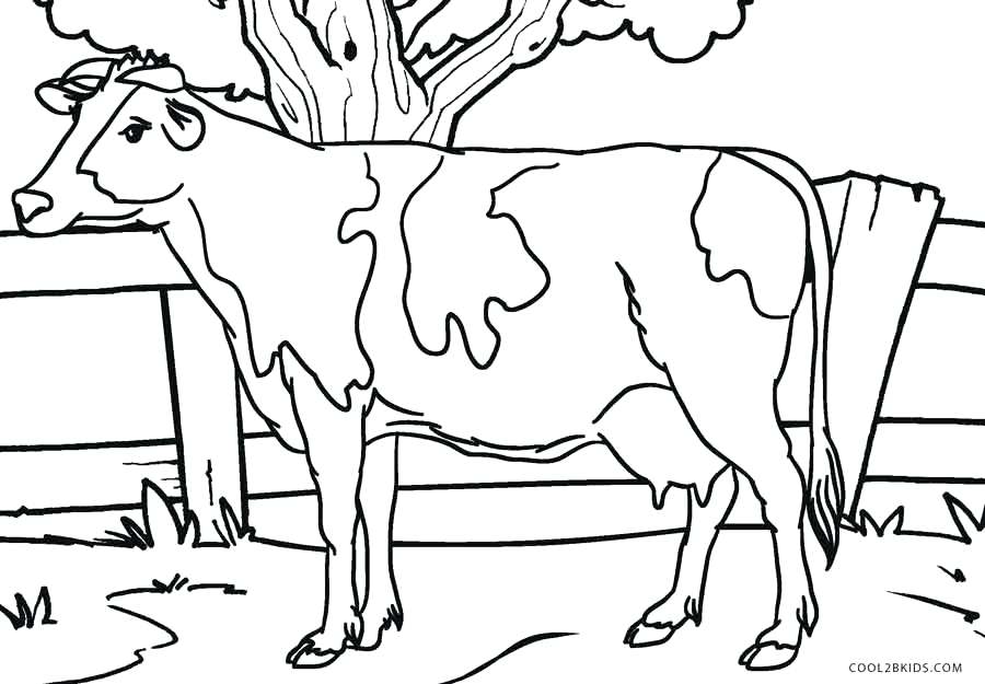 900x625 Cow Coloring Pictures Beautiful Cow Coloring Pages For Your