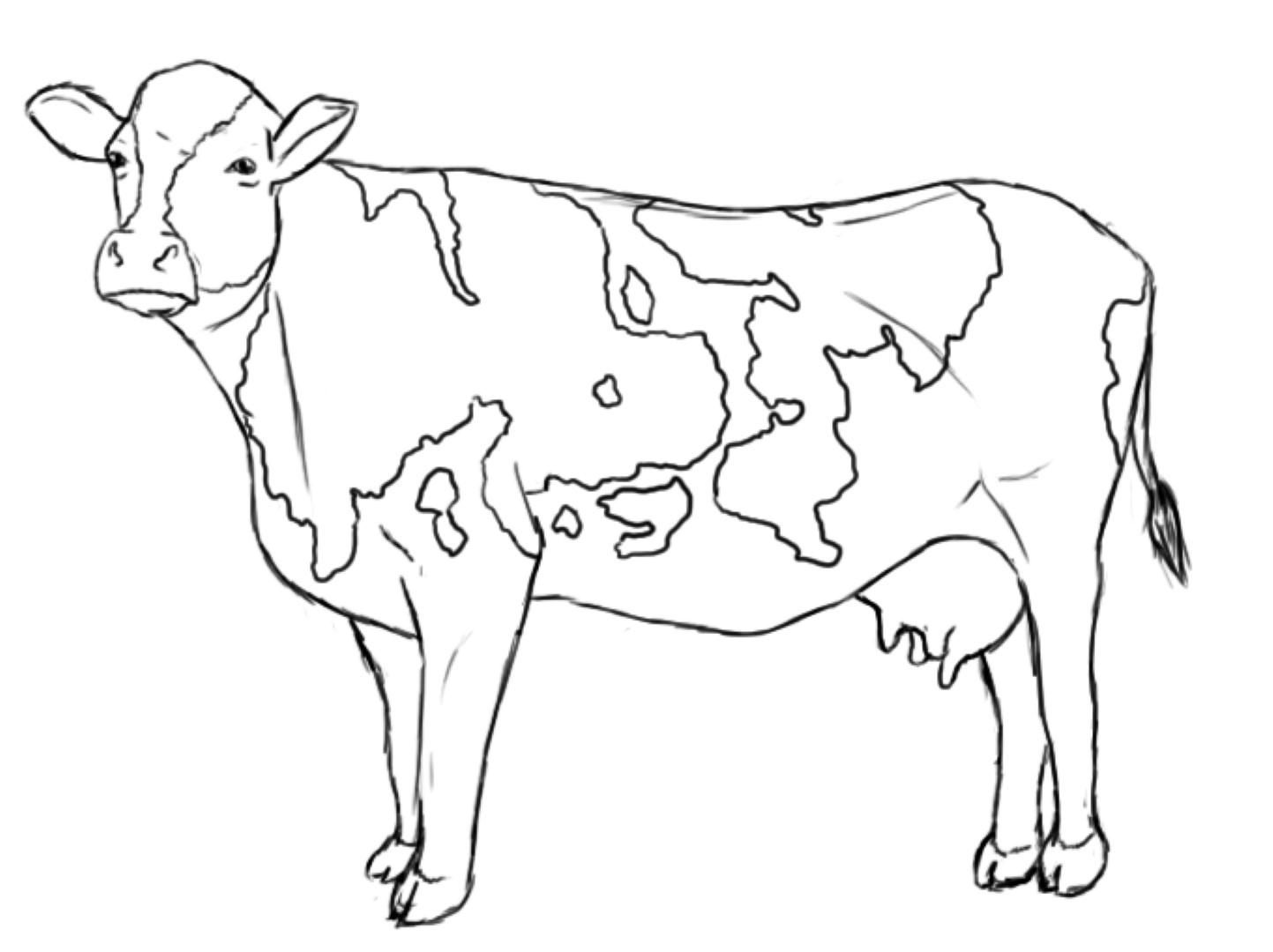 Cow Coloring Cattle Cows Pages Me 1443x1080 Cow Coloring Cattle Cows Pages Me