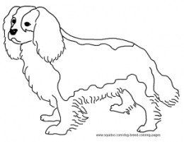 Cavalier King Charles Spaniel Coloring Page Crafts 260x201 Cavalier King Charles Spaniel Coloring Page Crafts
