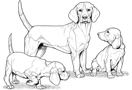 Dog Coloring Pages By Yuckles! 440x300 Dog Coloring Pages By Yuckles!
