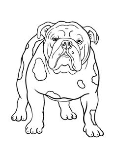 The Cavalier King Charles Spaniel Is Small Spaniel. It Has 236x305 The Cavalier King Charles Spaniel Is Small Spaniel. It Has