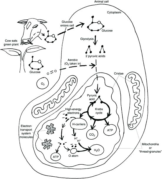 Cell Coloring Page Animal Cell Coloring Page Answers Animal Cell 550x610 Cell Coloring Page Animal Cell Coloring Page Answers Animal Cell