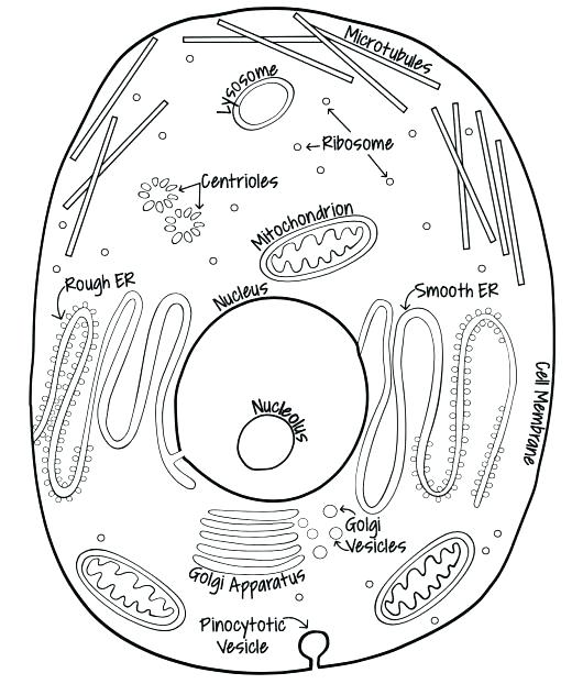 Cell Coloring Page Animal Cell Coloring Page Answers Together 520x622 Cell Coloring Page Animal Cell Coloring Page Answers Together
