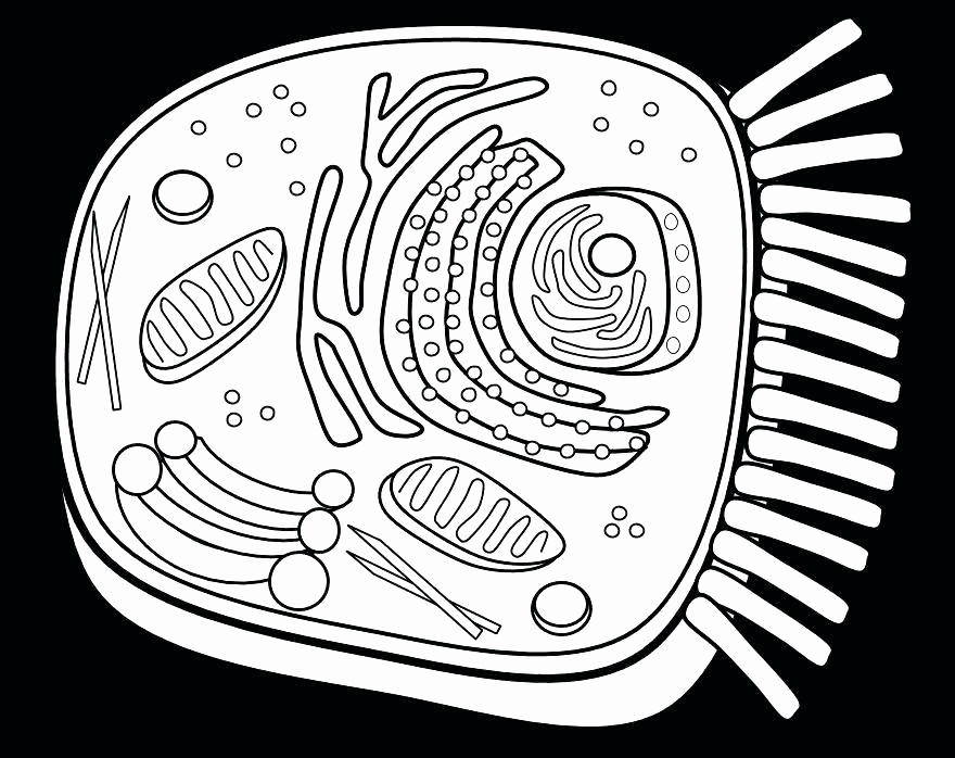 Cell Coloring Page Image The Animal Cell Coloring Cell Coloring 880x698 Cell Coloring Page Image The Animal Cell Coloring Cell Coloring