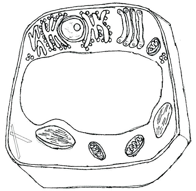 Cell Coloring Page Photosynthesis Coloring Worksheet Animal Cell 642x626 Cell Coloring Page Photosynthesis Coloring Worksheet Animal Cell