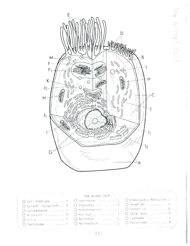 Animal Cell Coloring Page Cell Artwork Search Animal And Plant 618x800 Animal Cell Coloring Page Cell Artwork Search Animal And Plant