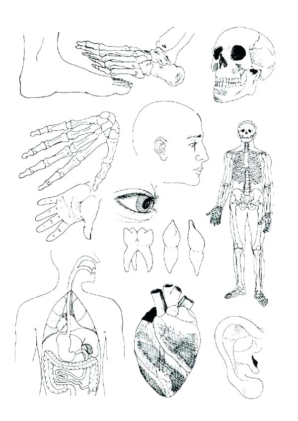 Coloring Pages Blood Worksheet Answers Coloring Pages Blood 600x847 Coloring Pages Blood Worksheet Answers Coloring Pages Blood