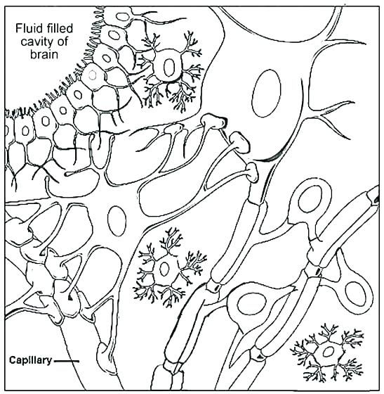 Human Cell Coloring Page Biology Coloring Pages The Biology 547x560 Human Cell Coloring Page Biology Coloring Pages The Biology
