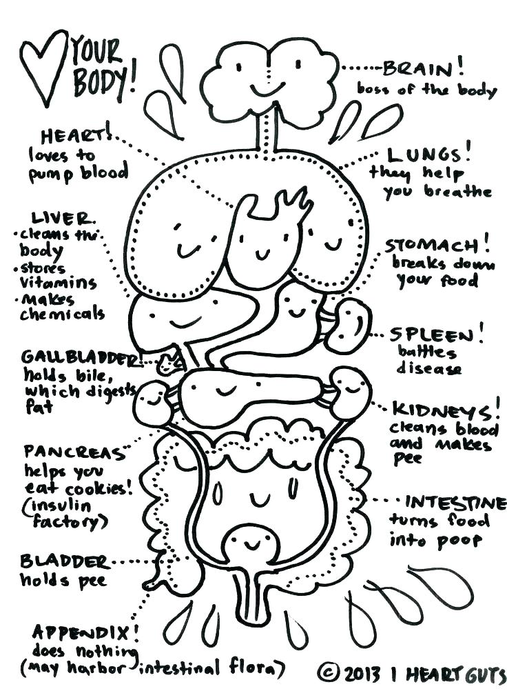 Human Cell Coloring Page Plant Cell Coloring Worksheet Biology 736x1002 Human Cell Coloring Page Plant Cell Coloring Worksheet Biology