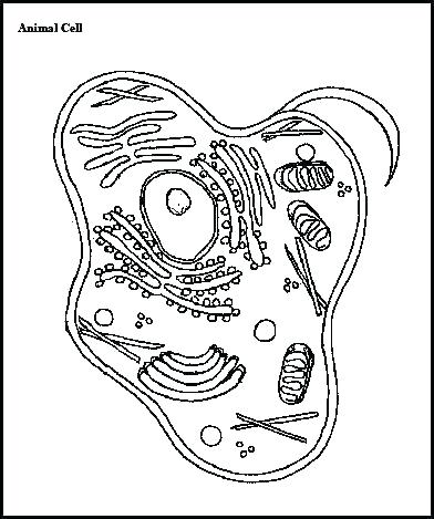 Photosynthesis Coloring Page Animal Cell Coloring Page Biology 392x469 Photosynthesis Coloring Page Animal Cell Coloring Page Biology