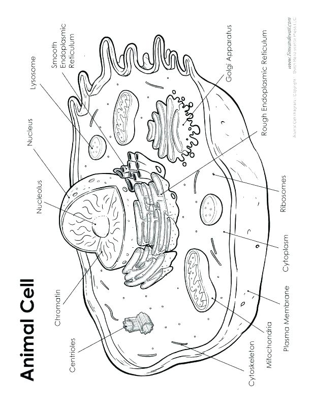 Photosynthesis Coloring Pages Worksheets Animal Cell Coloring 618x800 Photosynthesis Coloring Pages Worksheets Animal Cell Coloring