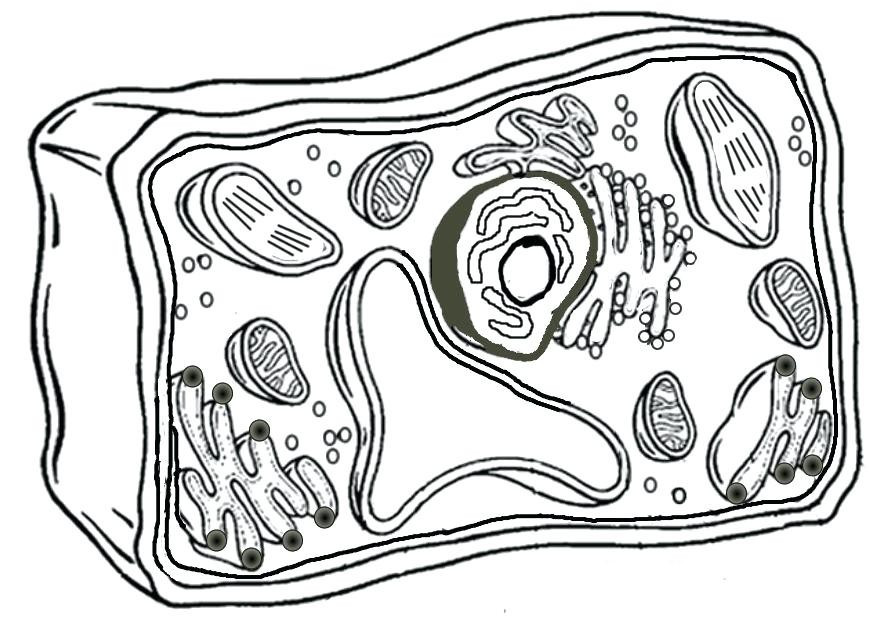 Animal Cell Coloring Page New Animal Cell Coloring Diagram Awesome 869x618 Animal Cell Coloring Page New Animal Cell Coloring Diagram Awesome