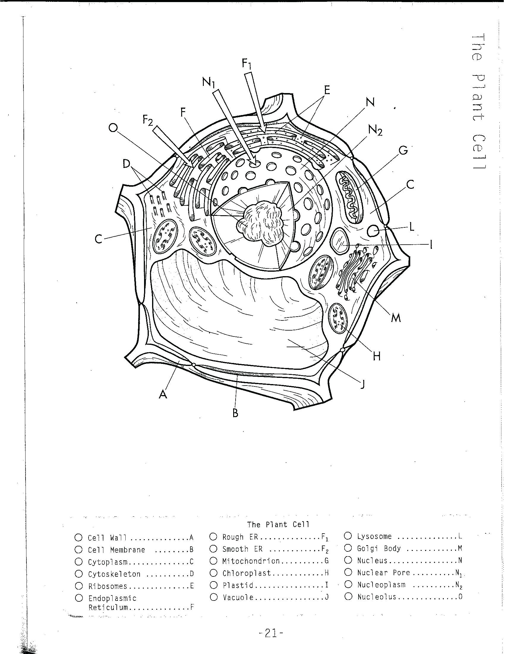 Plant Cell Coloring Worksheet Plant Cell Coloring Page Animal Cell 1700x2200 Plant Cell Coloring Worksheet Plant Cell Coloring Page Animal Cell