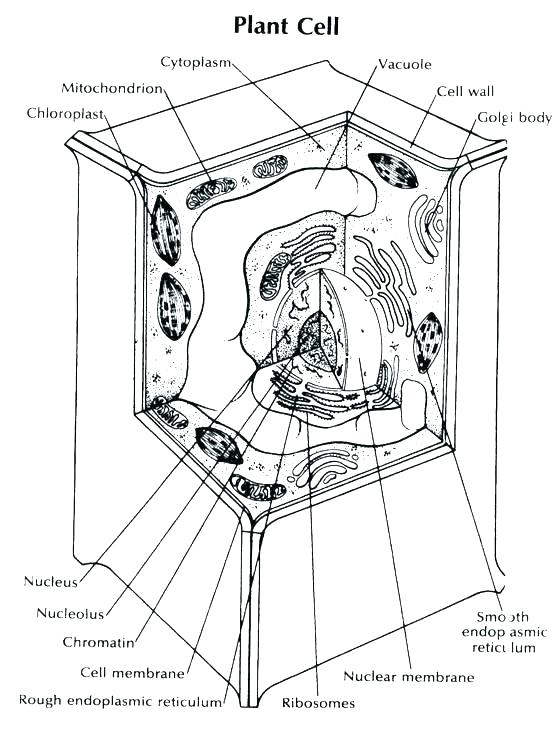 Animal Cell Coloring Page 555x730 Animal Cell Coloring Page