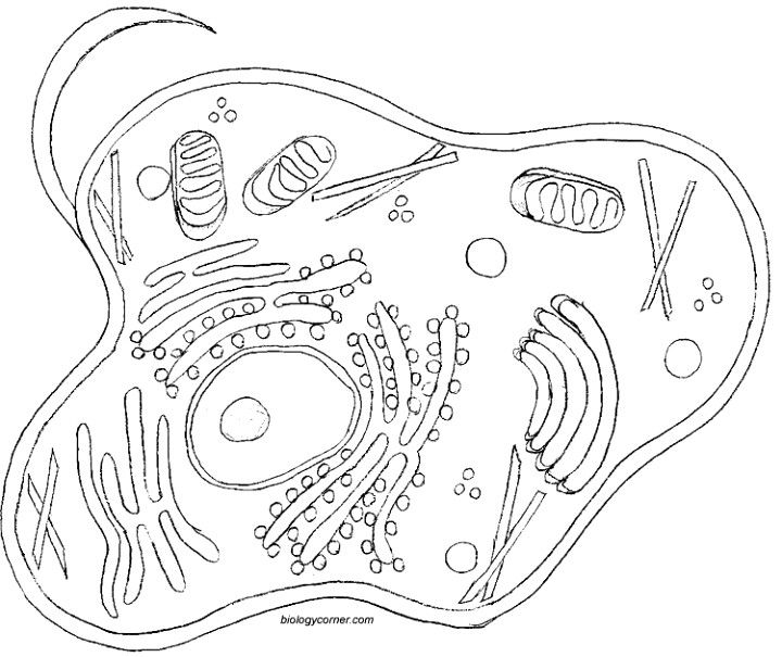 Animal Cell Coloring Sheet, Cc Cycle 1, Week 3 Classical 720x605 Animal Cell Coloring Sheet, Cc Cycle 1, Week 3 Classical