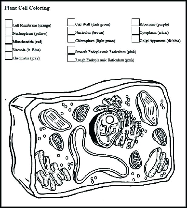 Animal Plant Cell Coloring Worksheet Key Plant Cell Coloring Pages 618x686 Animal Plant Cell Coloring Worksheet Key Plant Cell Coloring Pages