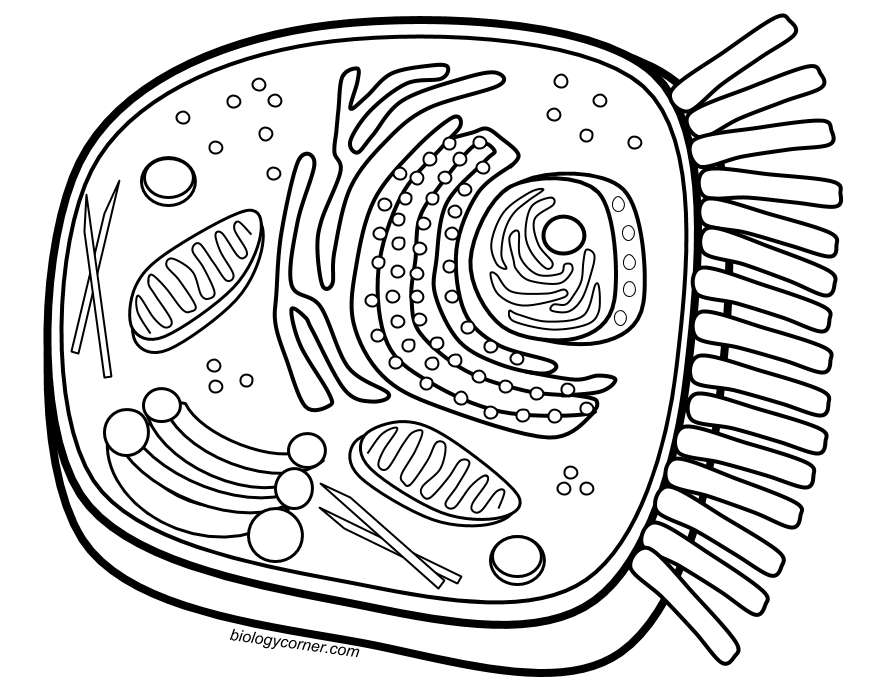 Animal Cell Coloring Page Cells Homeschool 880x698 Animal Cell Coloring Page Cells Homeschool