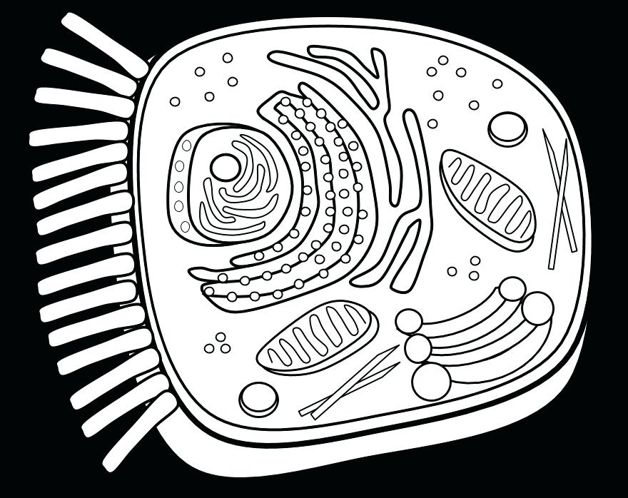 880x698 Cell Coloring Pages Cell Coloring Page With Cell Coloring Pages