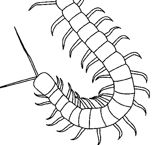 505x470 Centipede Game Coloring Pages