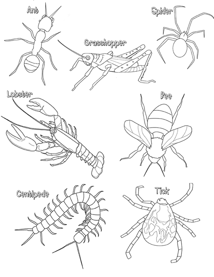 698x904 Arthropod Coloring.png