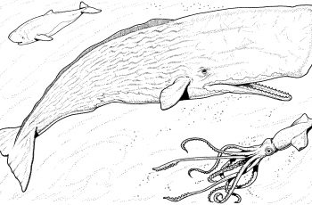 Unique Donkey Kong Cereal Box Coloring Pages Collection Great 350x230 Unique Donkey Kong Cereal Box Coloring Pages Collection Great