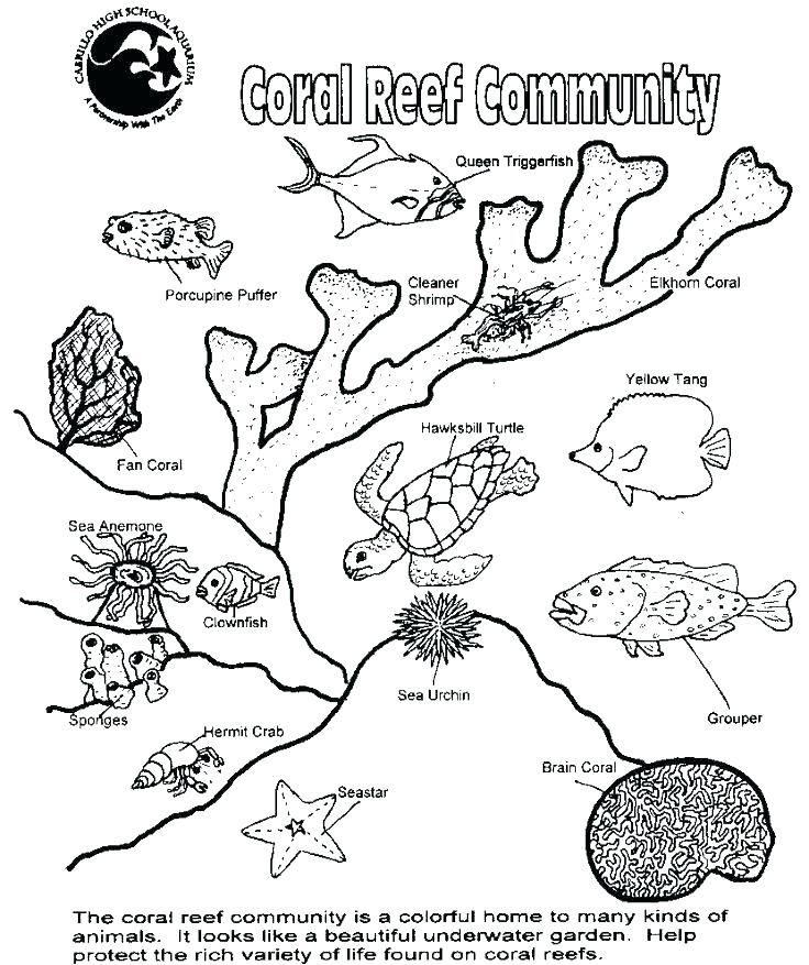 736x877 Coloring Pages Food Food Chain Coloring Pages Food Chain Coloring