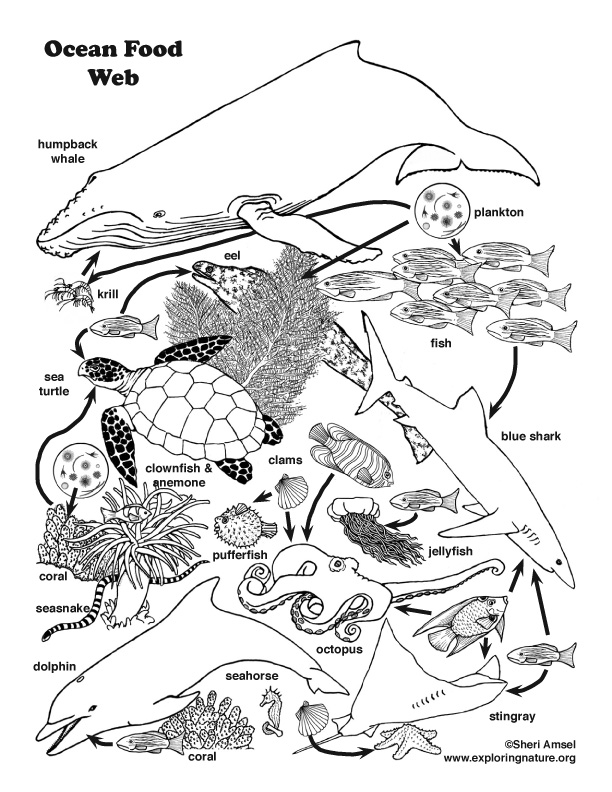 612x792 Coloring Pages. Food Chain Coloring Page