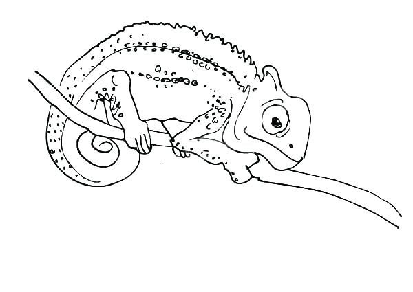 Chameleon Coloring Pages Chameleon Coloring Page Great Chameleon 600x425 Chameleon Coloring Pages Chameleon Coloring Page Great Chameleon