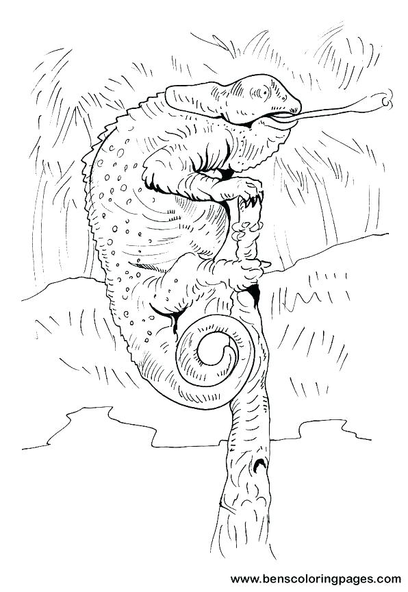 Chameleon Coloring Pages Chameleon Coloring Pages Beautiful 596x864 Chameleon Coloring Pages Chameleon Coloring Pages Beautiful