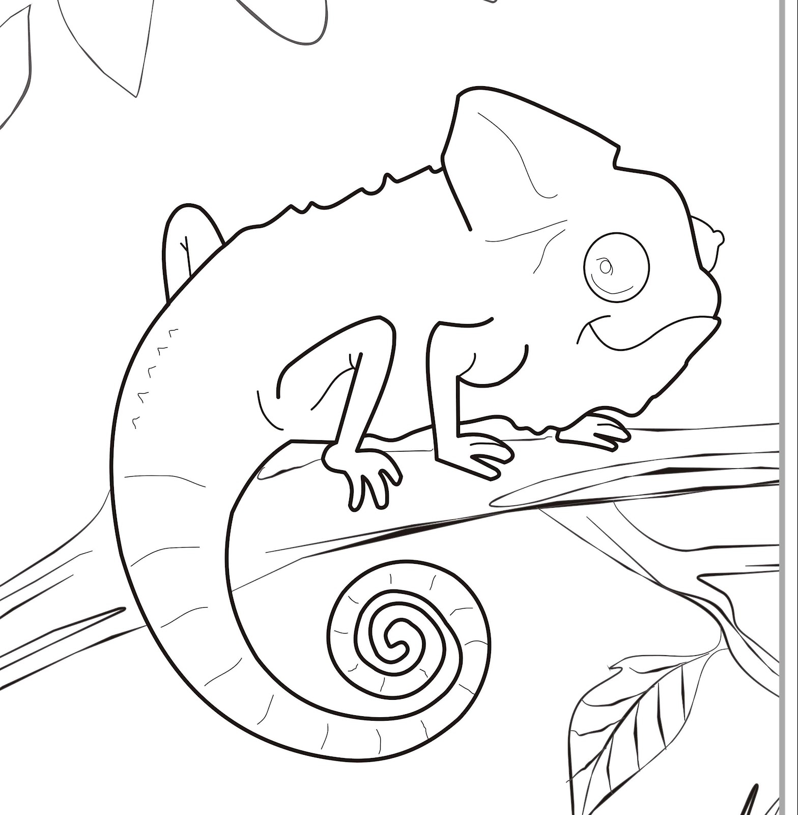 Chameleon Coloring Pages Gallery 1568x1600 Chameleon Coloring Pages Gallery