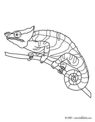 Chameleon Coloring Page. Perfect Coloring Sheet For Kids. More 364x470 Chameleon Coloring Page. Perfect Coloring Sheet For Kids. More