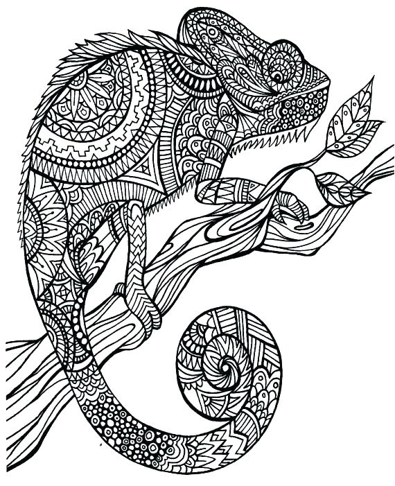 Chameleon Coloring Pictures 570x701 Chameleon Coloring Pictures