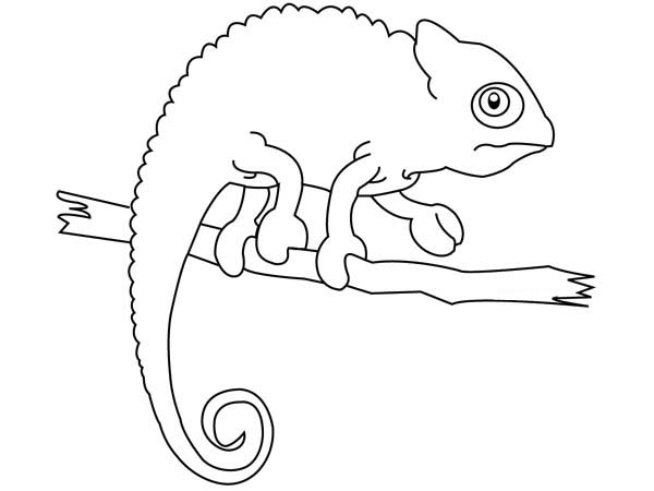 Chameleon Iguana Coloring Page 600x450 Chameleon Iguana Coloring Page