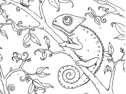 Chameleon Coloring Page at GetColorings.com | Free printable colorings ...