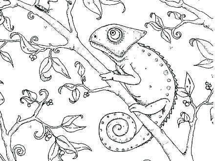 Chameleon Coloring Page Chameleon Pictures To Color Chameleon 440x330 Chameleon Coloring Page Chameleon Pictures To Color Chameleon