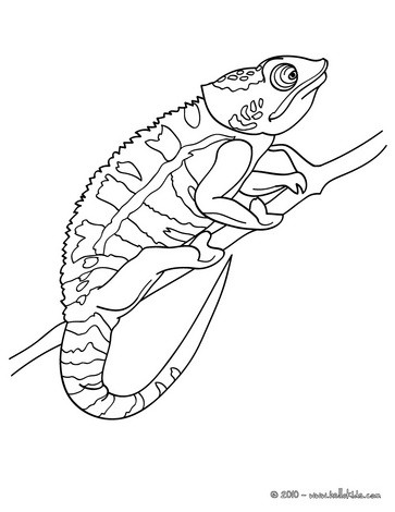 Chameleon Coloring Pages Printable