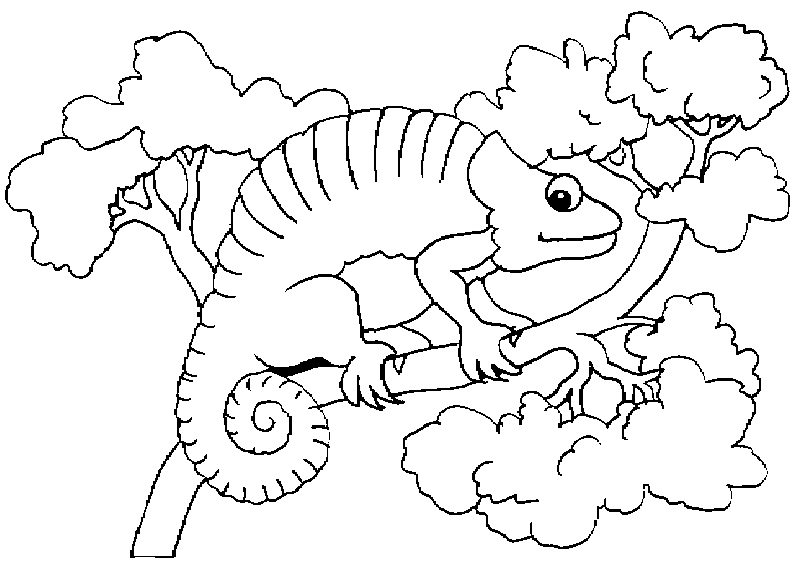 794x568 Chameleon Coloring Page Best Of Chameleon Coloring Pages