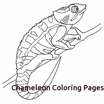 363x363 Chameleon Coloring Page Images Chameleon Coloring Pages
