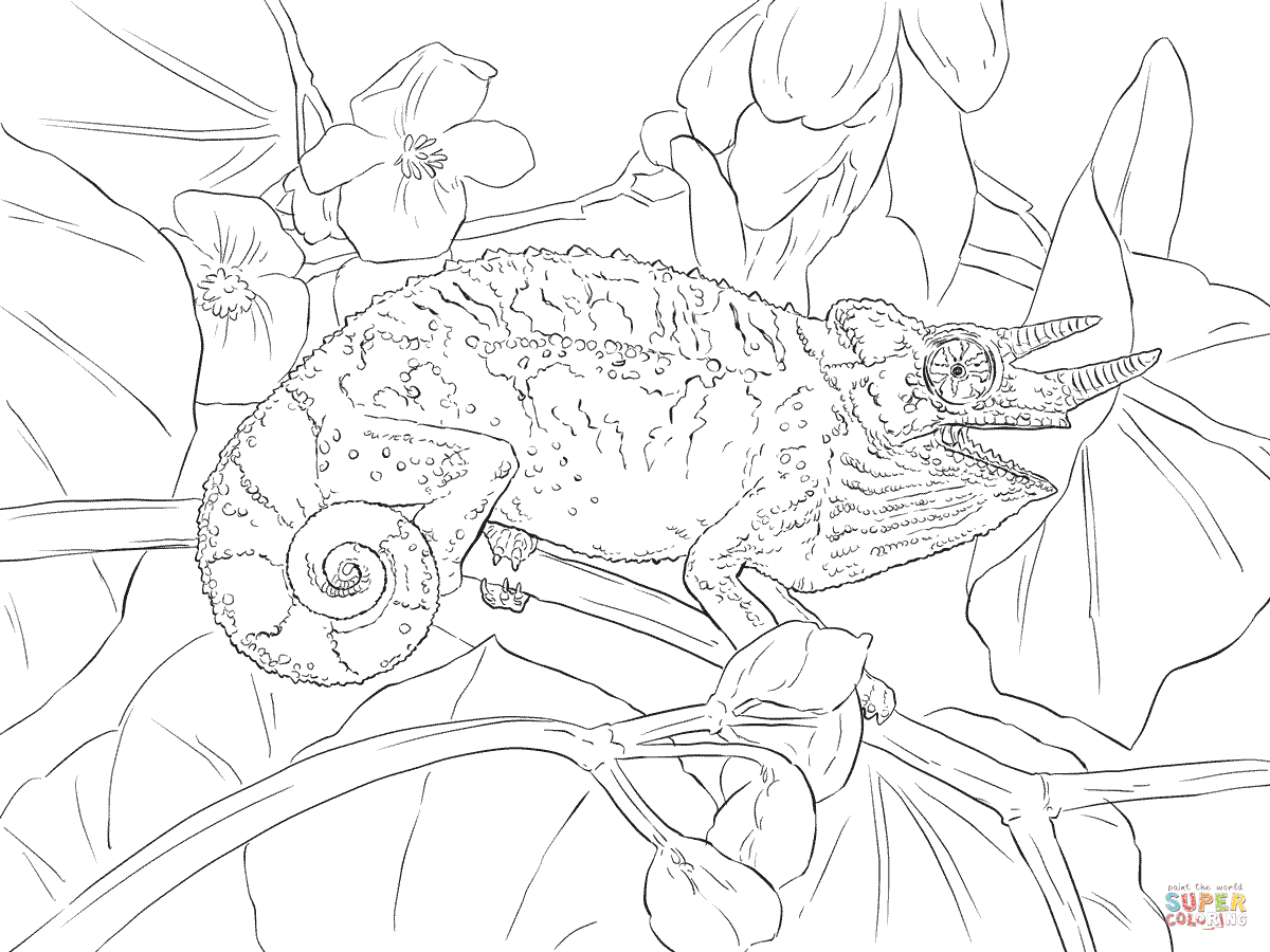 1200x900 Chameleon Coloring Page Jacksons Free Printable Pages