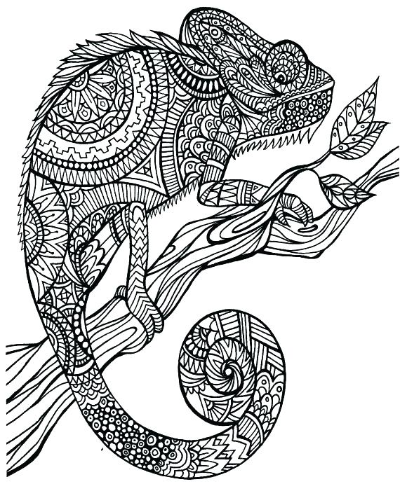 570x701 Chameleon Coloring Pages Chameleon Coloring Pictures Chameleon