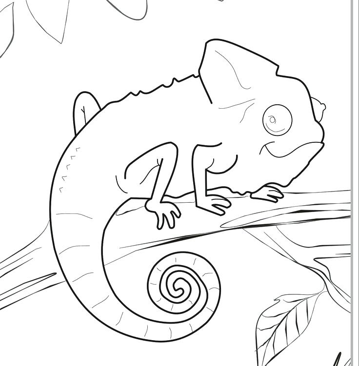 736x751 Chameleon Coloring Pictures Chameleon Coloring Page Chameleon