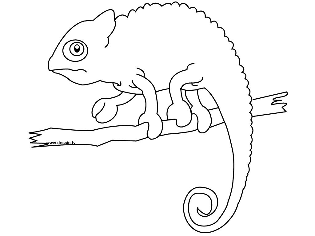 1024x768 Divine Chameleon Coloring Page Preschool For Tiny Chameleon