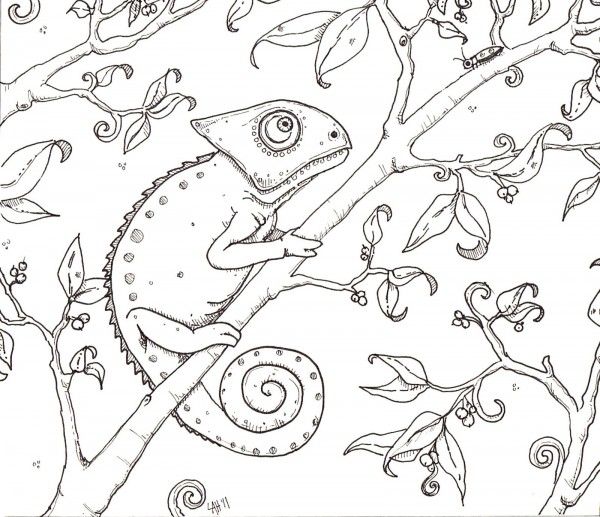 600x517 Chameleon Coloring Page Mqvda