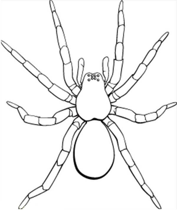Picture Of Tarantula Coloring Page Picture Of Tarantula Coloring 600x711 Picture Of Tarantula Coloring Page Picture Of Tarantula Coloring